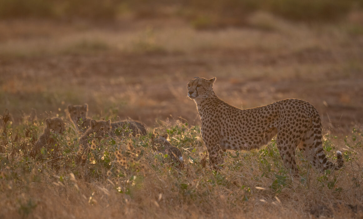 Cheetah and Cubs, Samburu, Kenya