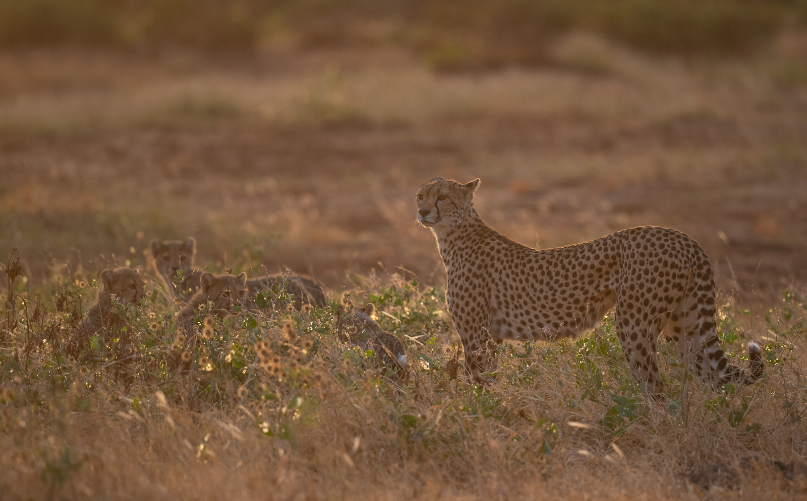 Cheetah and Cubs, Samburu, Kenya