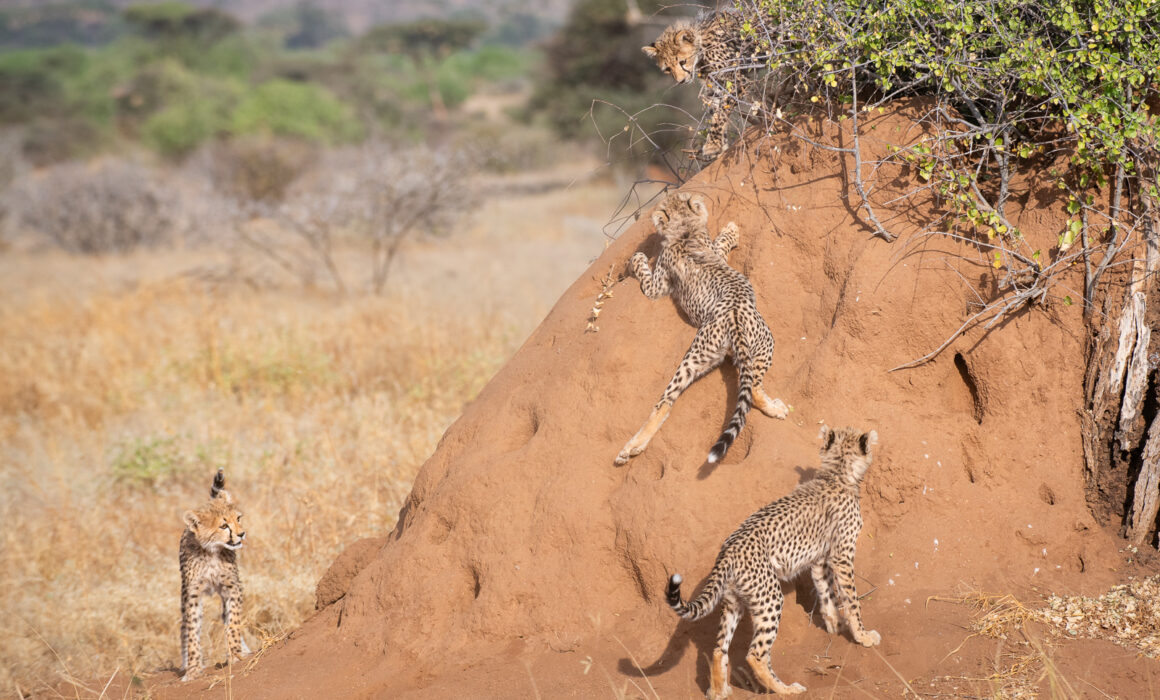 Cheetah Cubs, Samburu, Kenya