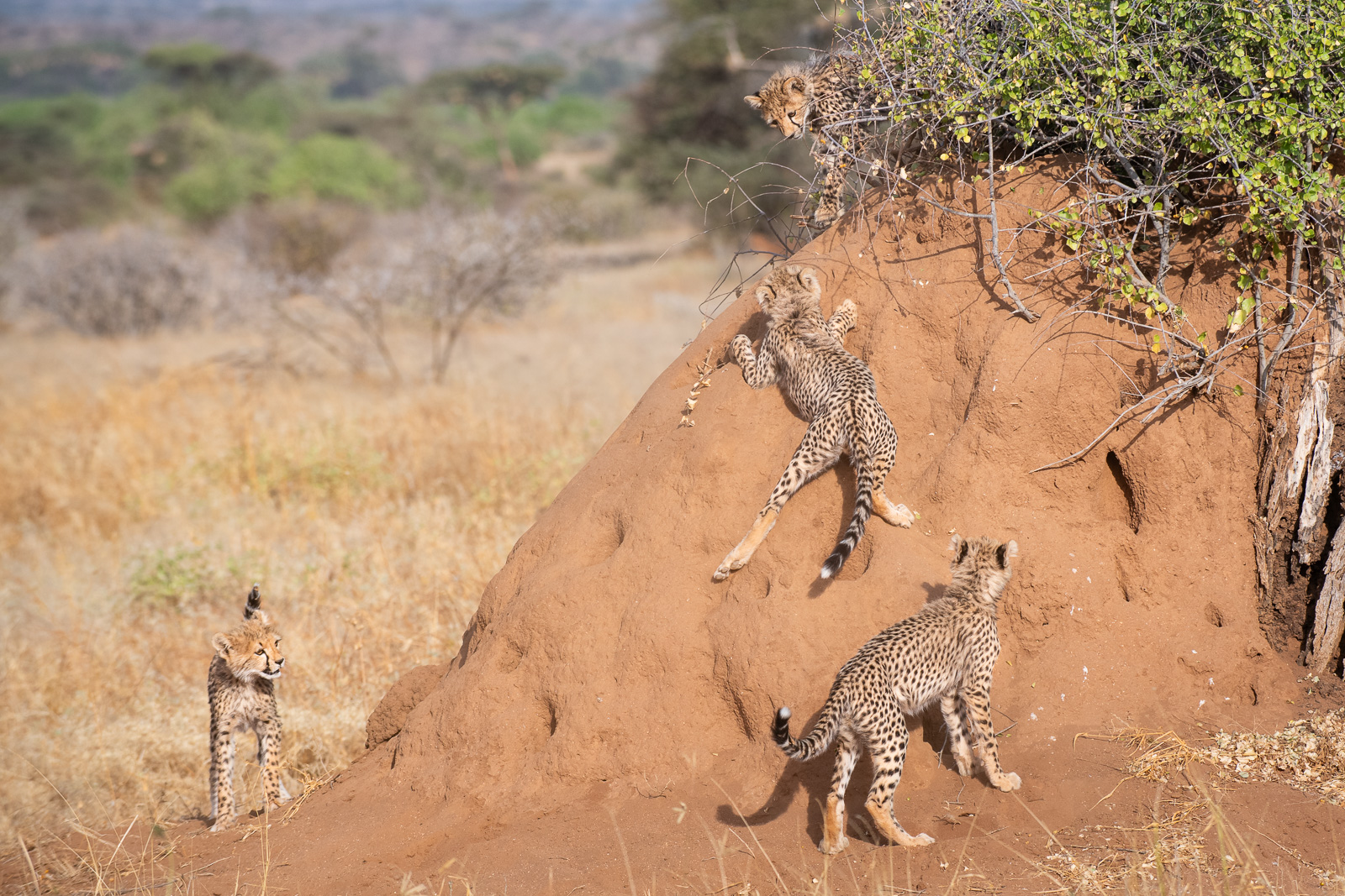 Cheetah Cubs, Samburu, Kenya