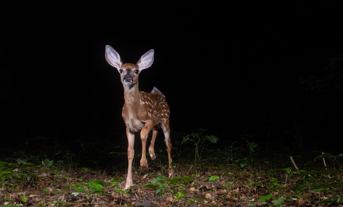 Spotted Fawn, Farmington, Connecticut
