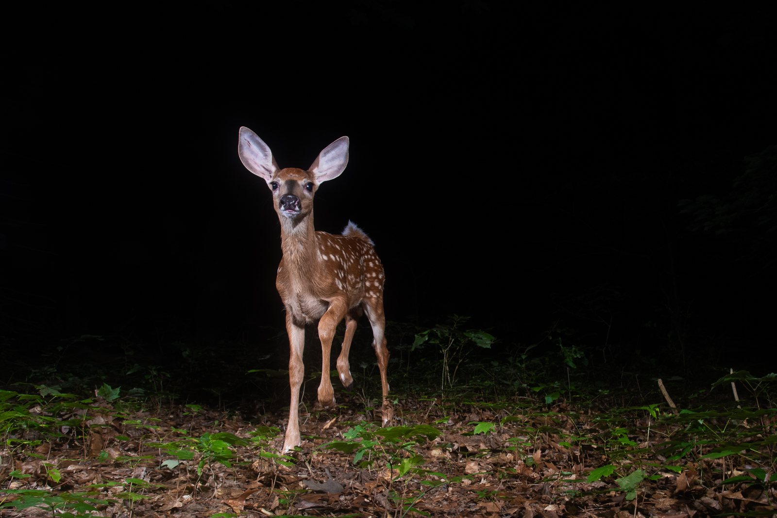 Spotted Fawn, Farmington, Connecticut
