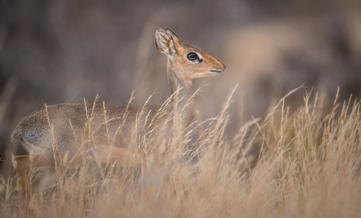 Dik Dik, Samburu, Kenya