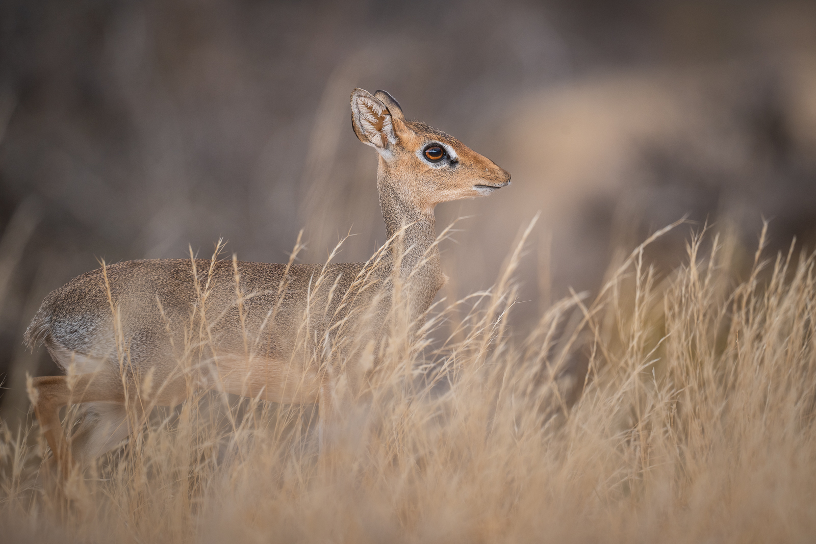 Dik Dik, Samburu, Kenya