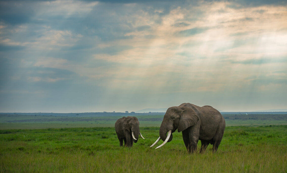 African Elephants, Masai Mara, Kenya