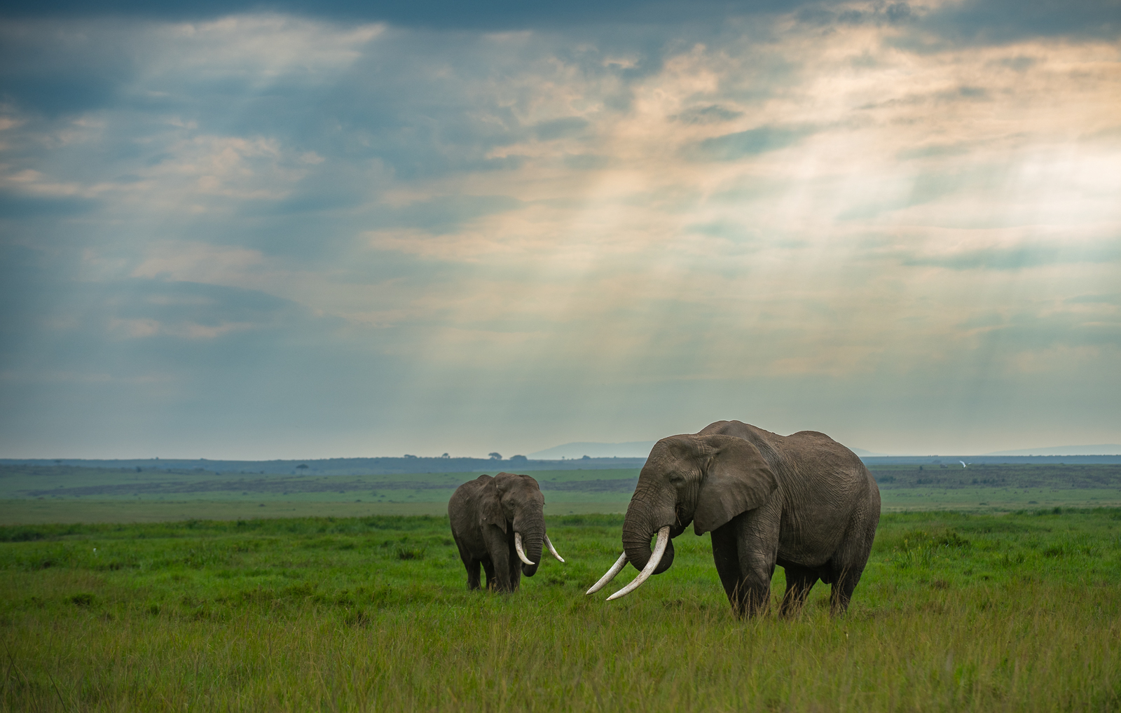 African Elephants, Masai Mara, Kenya