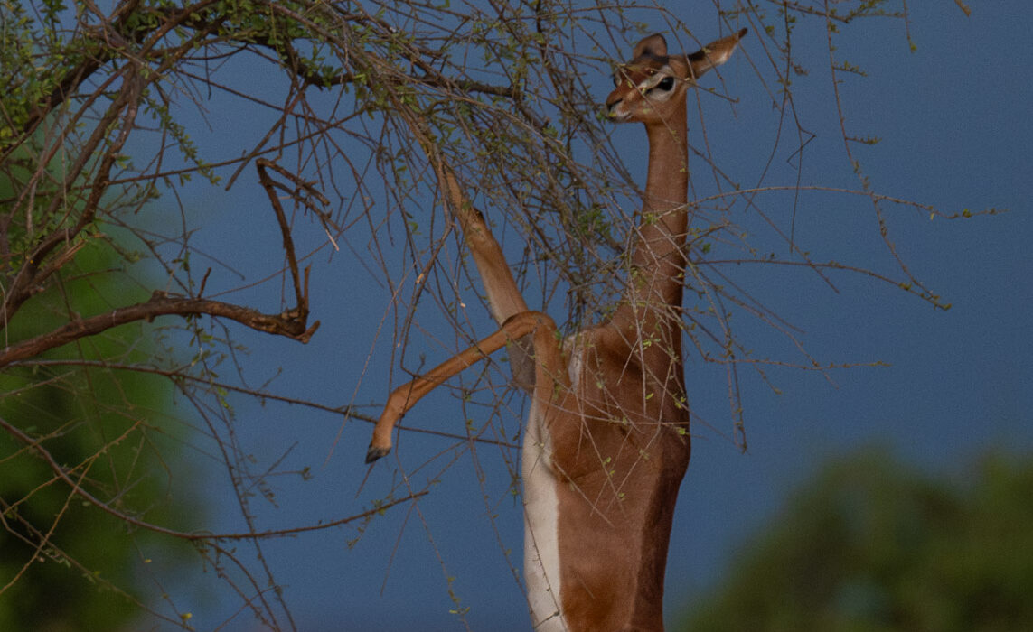 Standing Gerenuk, Samburu, Kenya