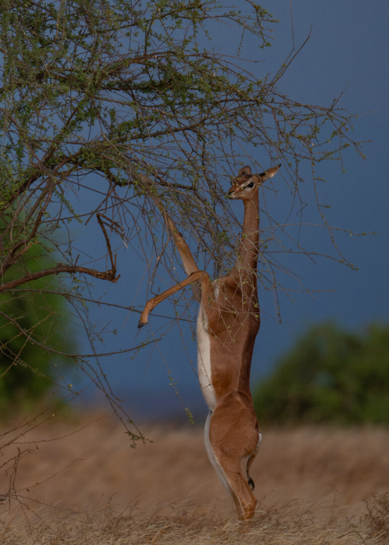 Standing Gerenuk, Samburu, Kenya