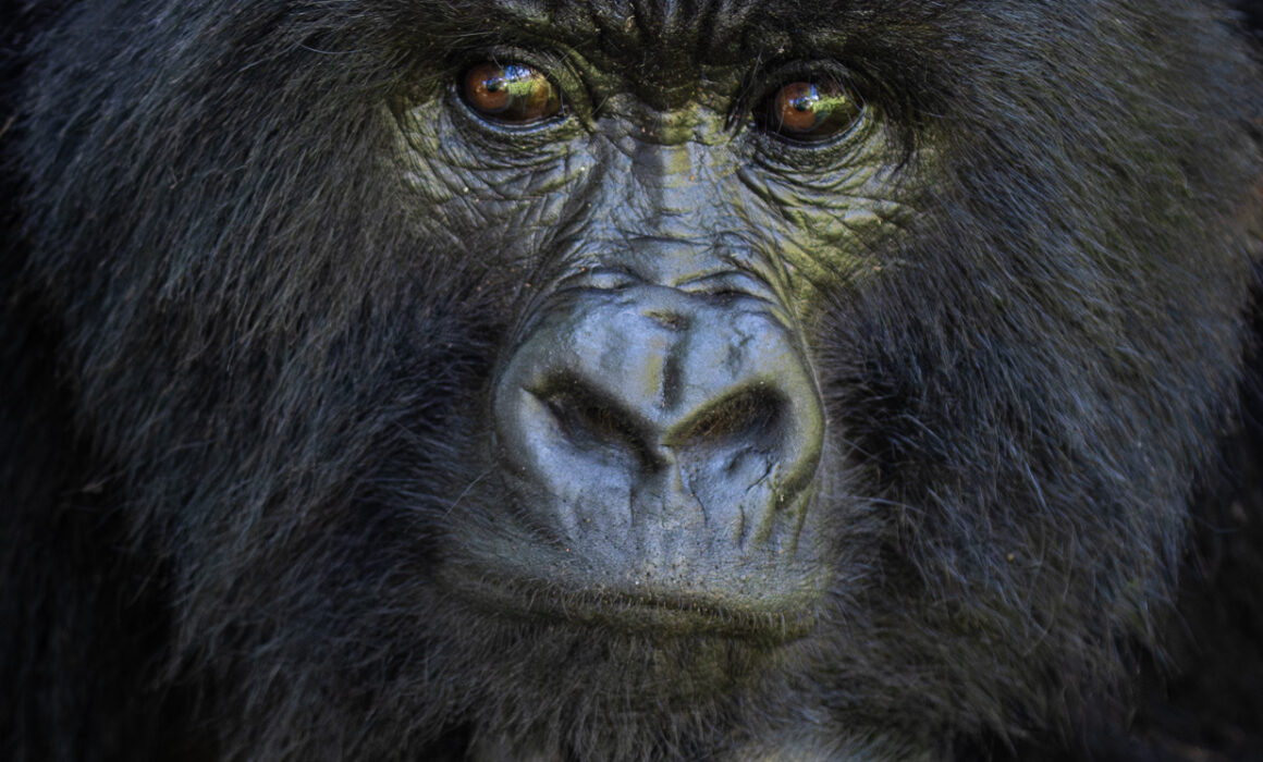 Mountain Gorilla, Mgahinga National Park, Uganda