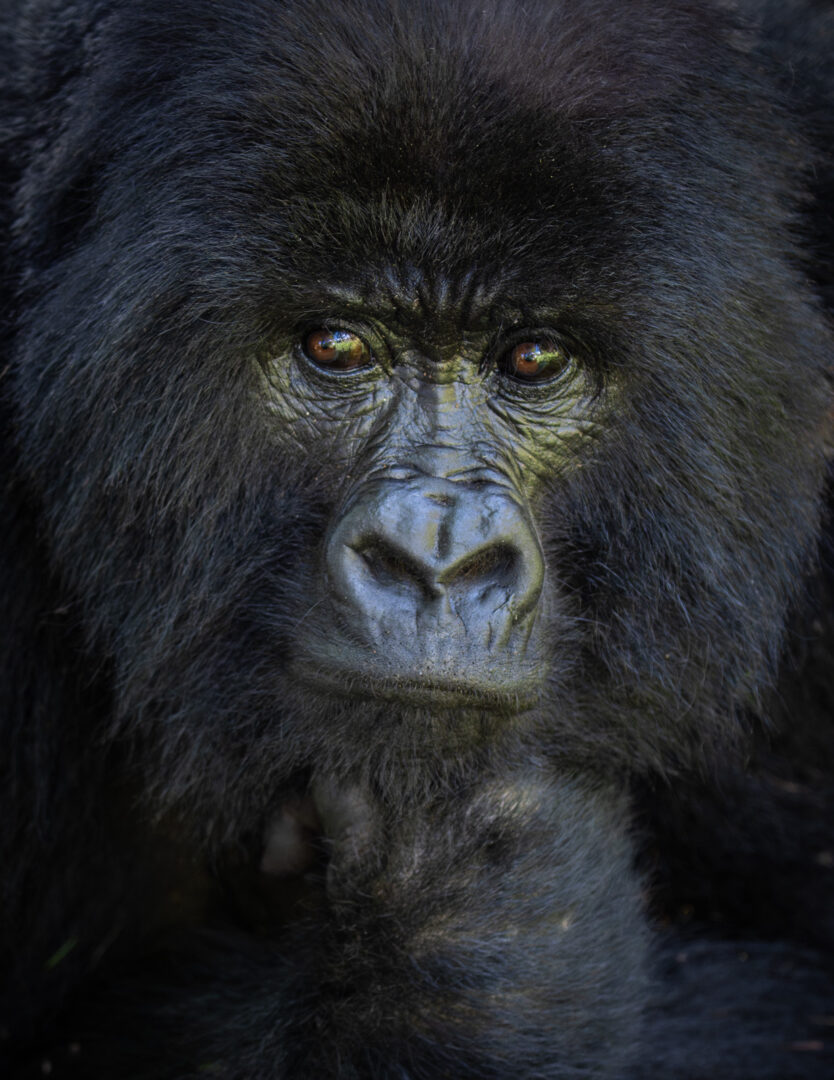 Mountain Gorilla, Mgahinga National Park, Uganda