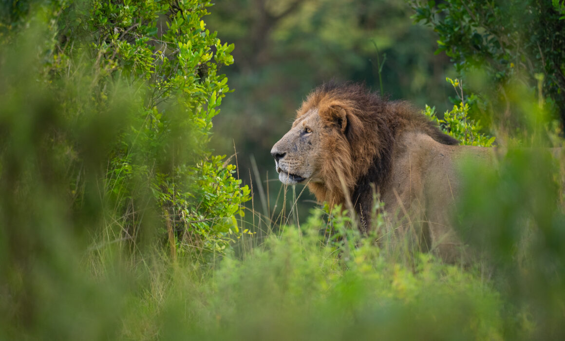 Male Lion, Masai Mara, Kenya