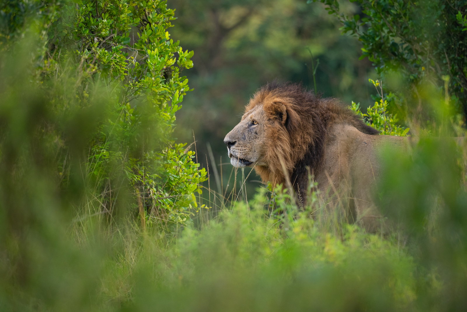 Male Lion, Masai Mara, Kenya