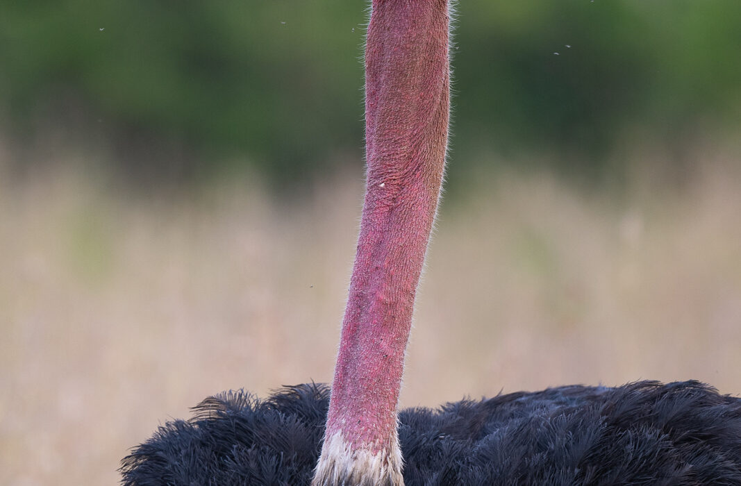 Common Ostrich, Nairobi National Park, Kenya