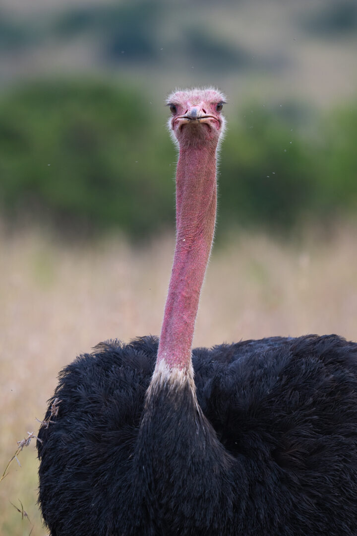 Common Ostrich, Nairobi National Park, Kenya