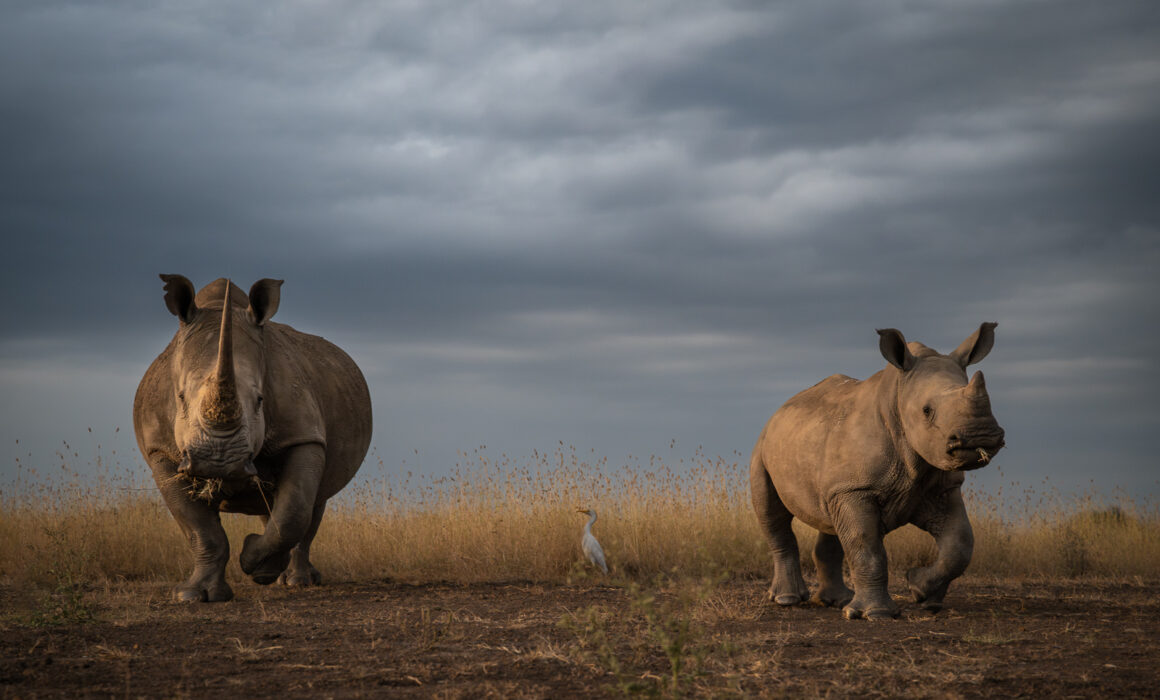 Rhinoceros Mother and Baby, Nairobi National Park, Kenya