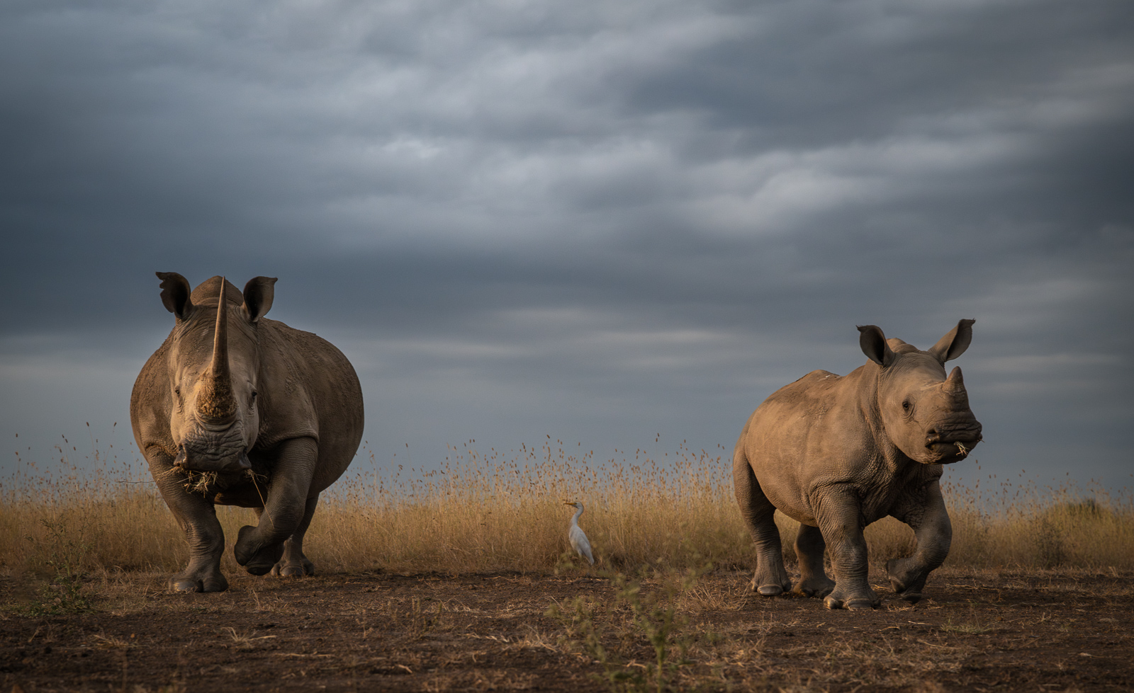 Rhinoceros Mother and Baby, Nairobi National Park, Kenya