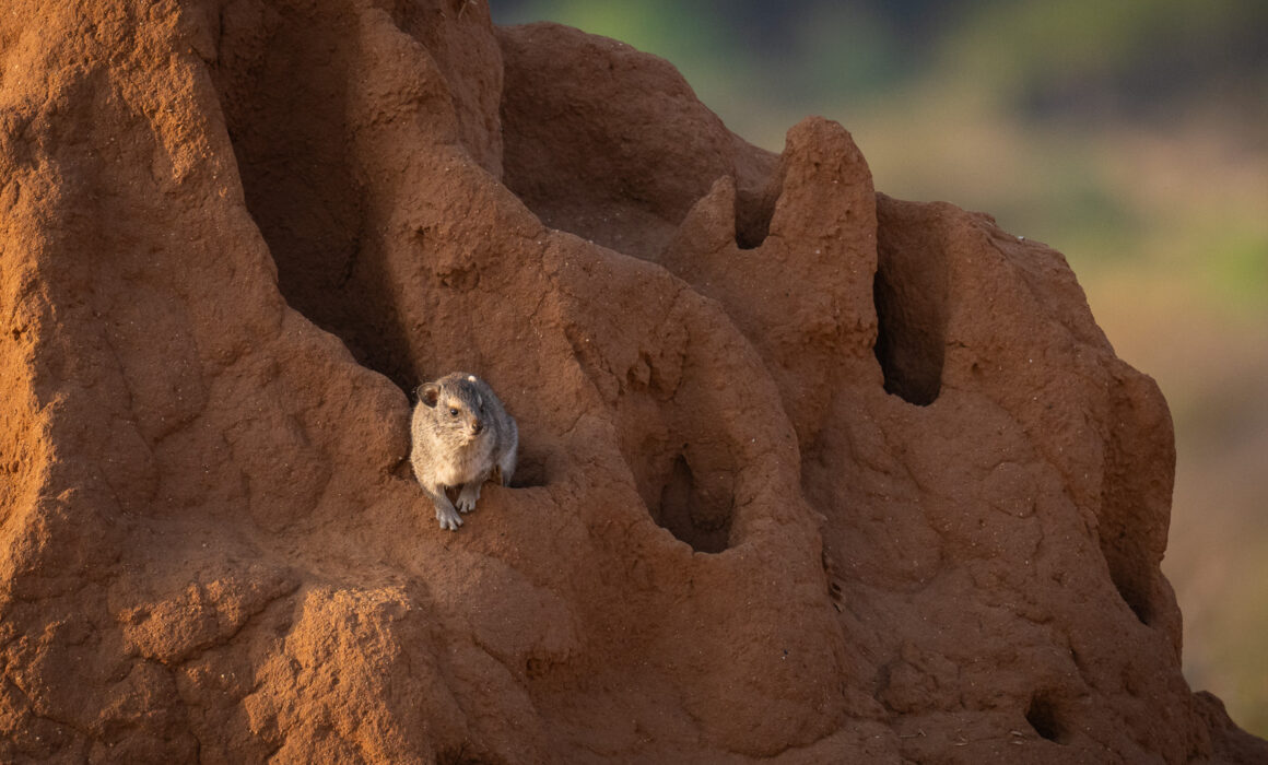 Rock Hyrax, Samburu, Kenya