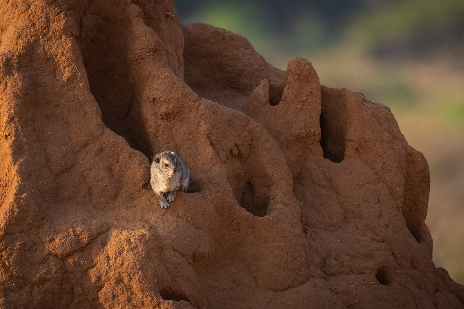 Rock Hyrax, Samburu, Kenya