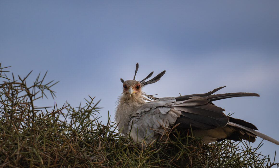 Secretary Bird, Nairobi National Park, Kenya