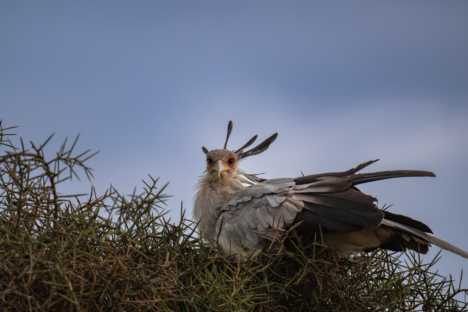 Secretary Bird, Nairobi National Park, Kenya