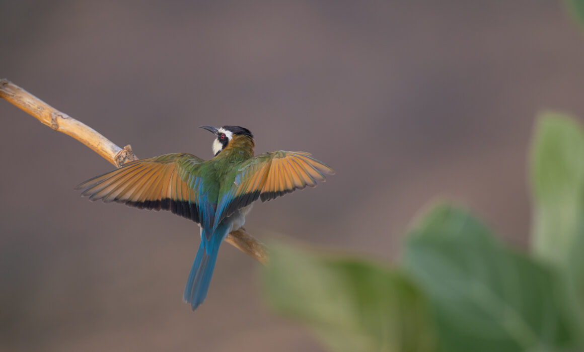 White-Throated Bee Eater, Samburu, Kenya