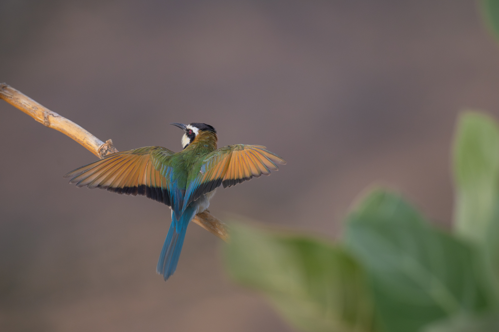 White-Throated Bee Eater, Samburu, Kenya