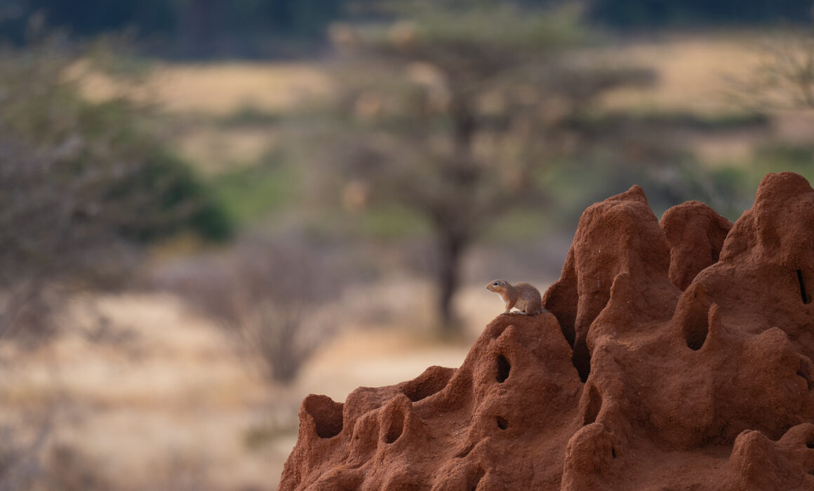 African Ground Squirrel, Samburu, Kenya