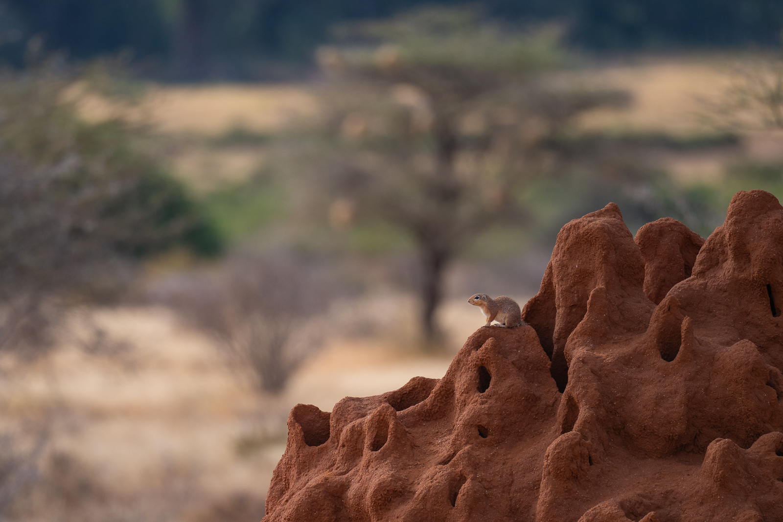 African Ground Squirrel, Samburu, Kenya