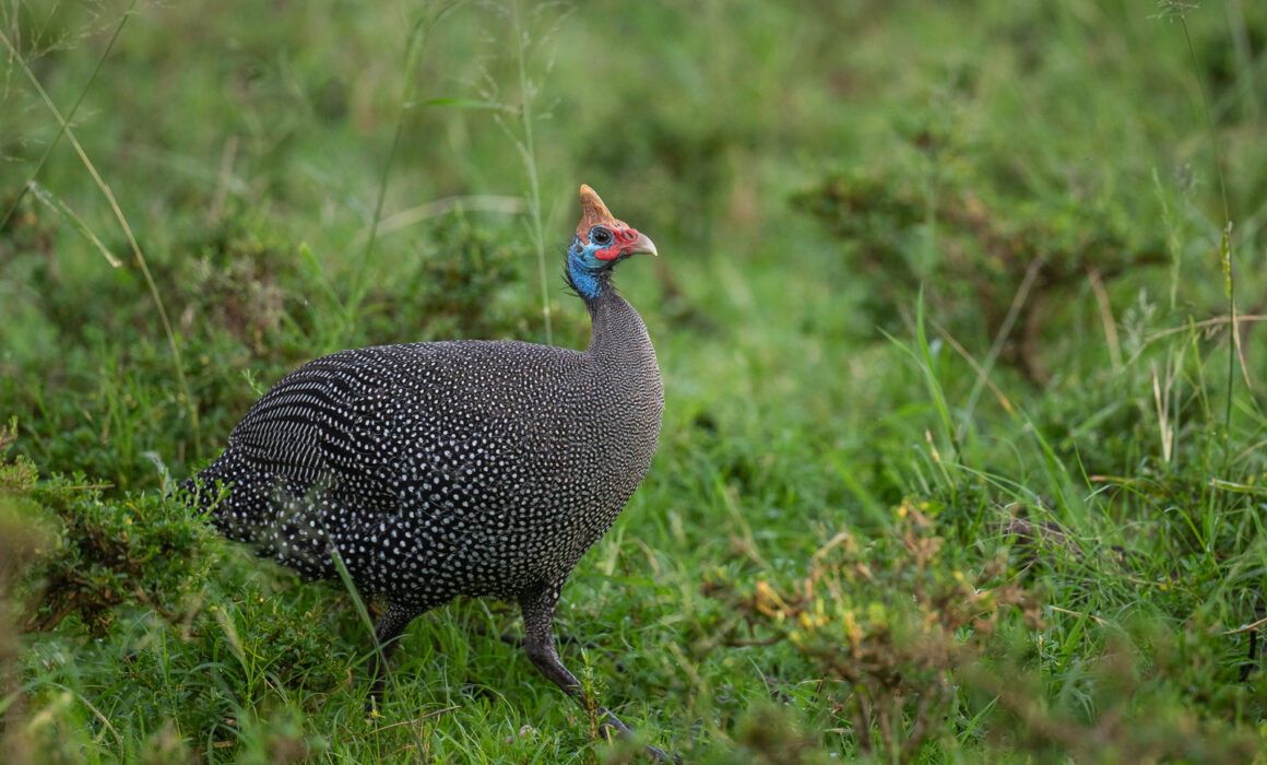 Helmeted Guineafowl, Samburu, Kenya