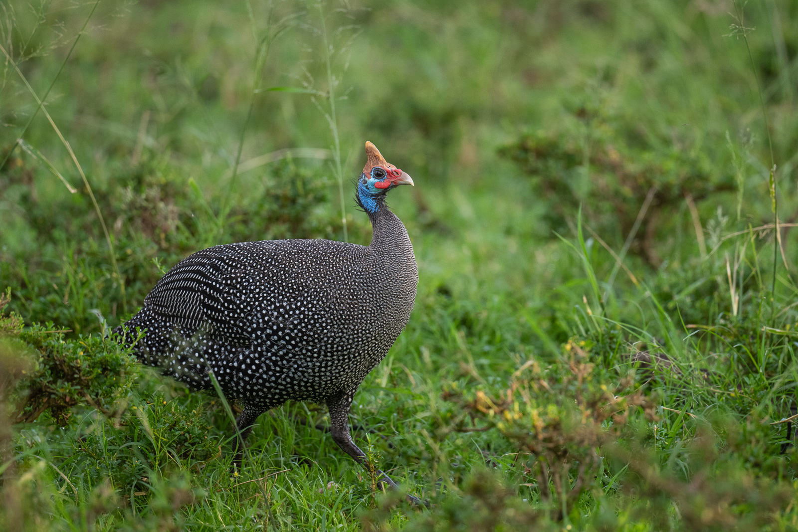 Helmeted Guineafowl, Samburu, Kenya