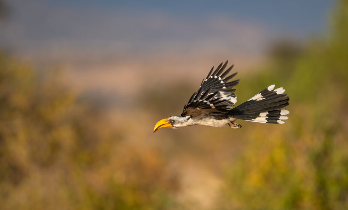 Yellow-Billed Hornbill, Samburu, Kenya