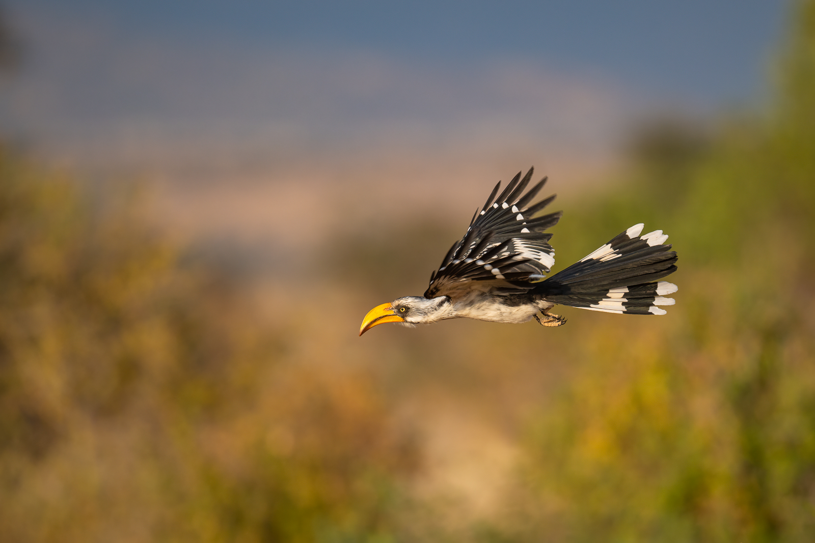 Yellow-Billed Hornbill, Samburu, Kenya