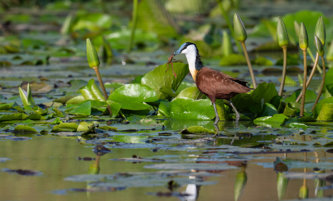 African Jacana with Frog, Masai Mara, Kenya