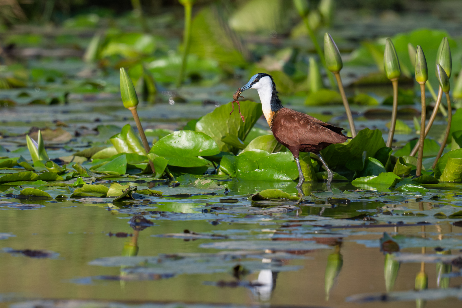 African Jacana with Frog, Masai Mara, Kenya