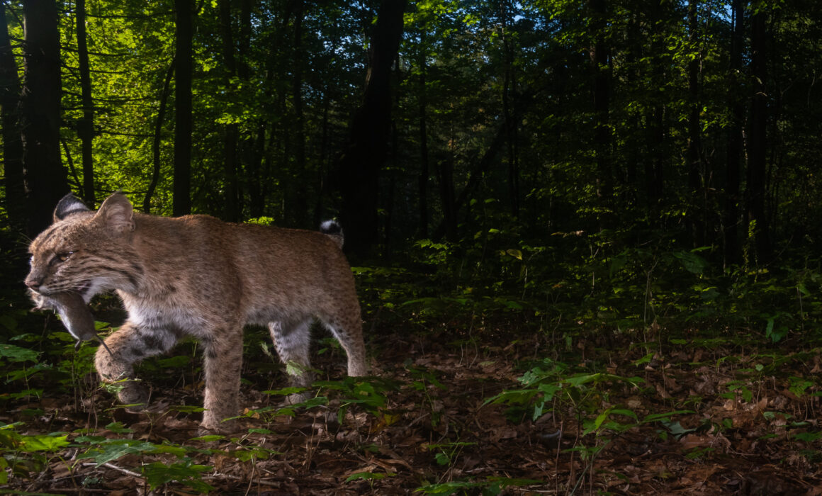 Bobcat with Vole, Farmington, CT
