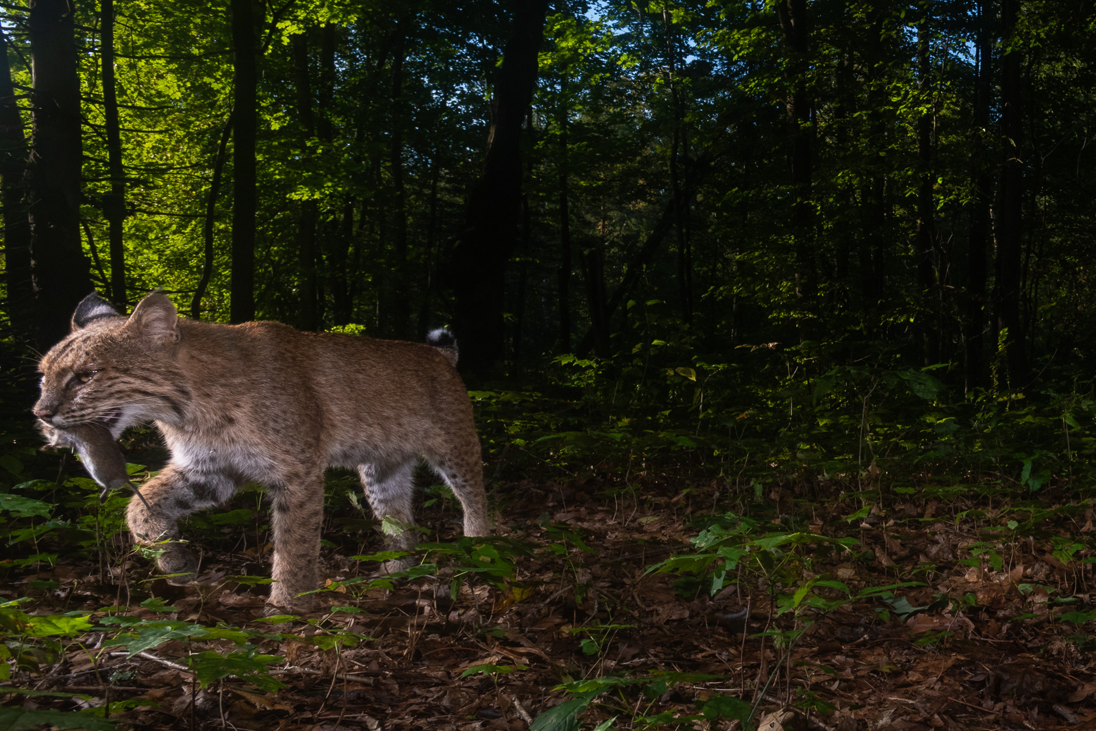 Bobcat with Vole, Farmington, CT