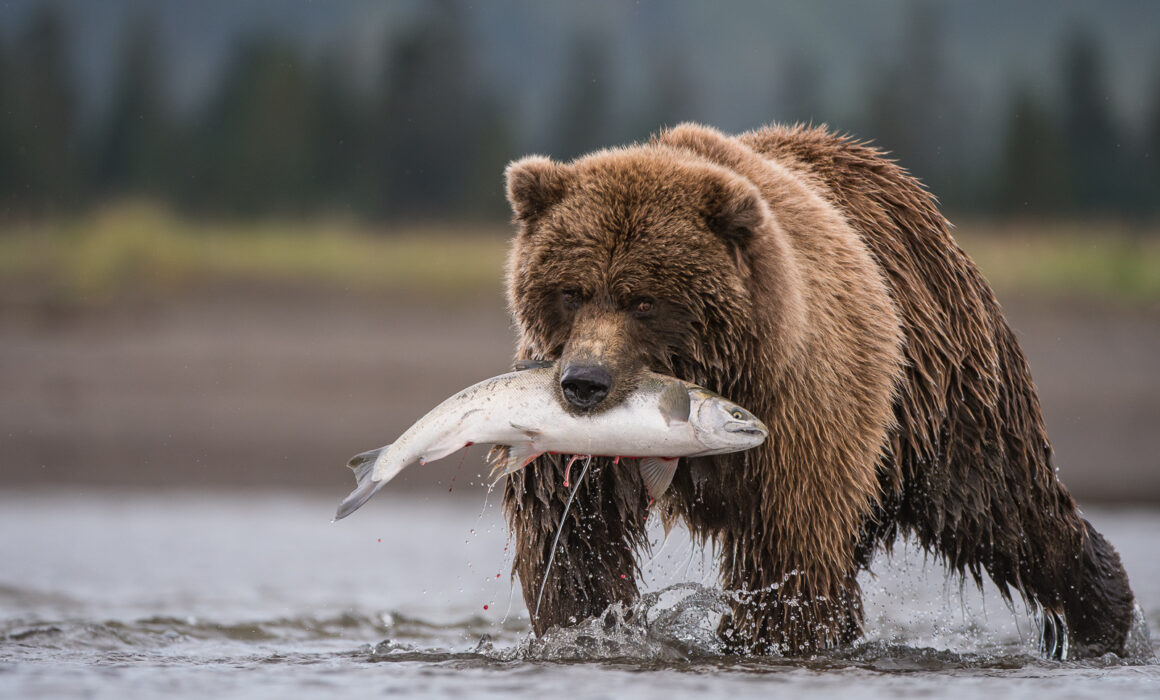 Coastal Brown Bear with Coho Salmon, Lake Clark, Alaska
