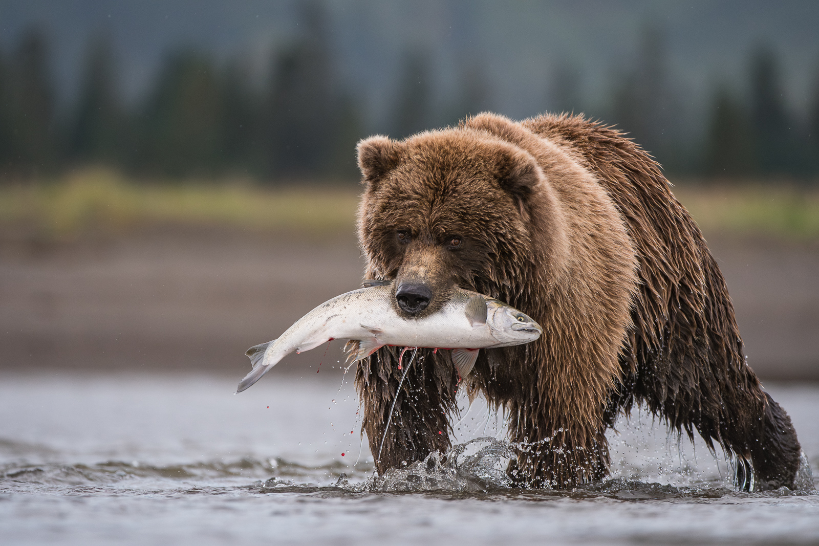 Coastal Brown Bear with Coho Salmon, Lake Clark, Alaska