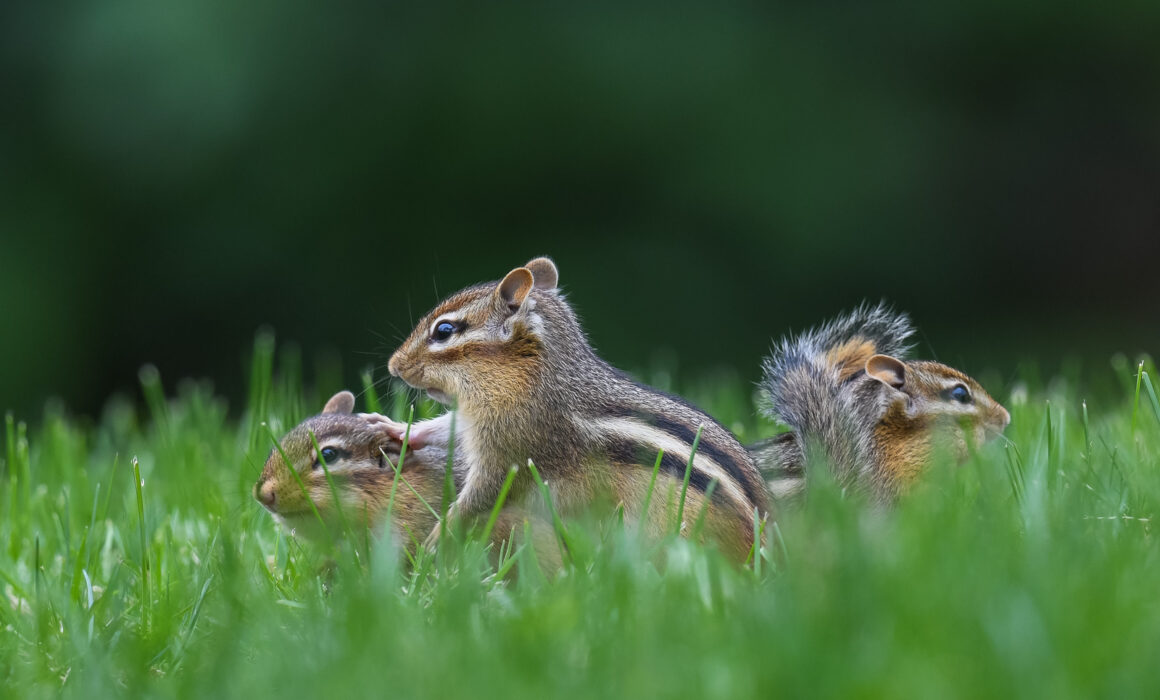 Chipmunks, Farmington, Connecticut