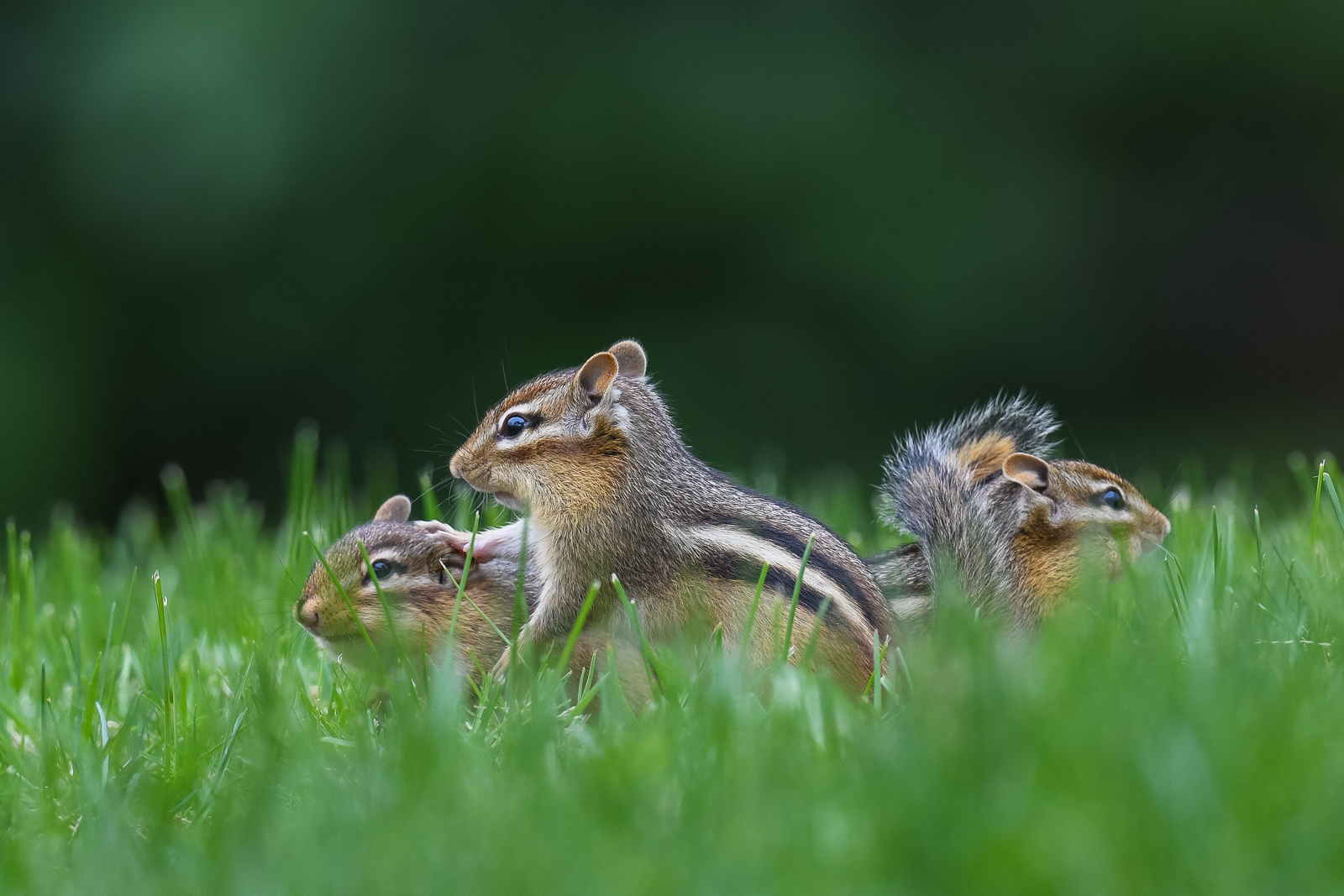 Chipmunks, Farmington, Connecticut