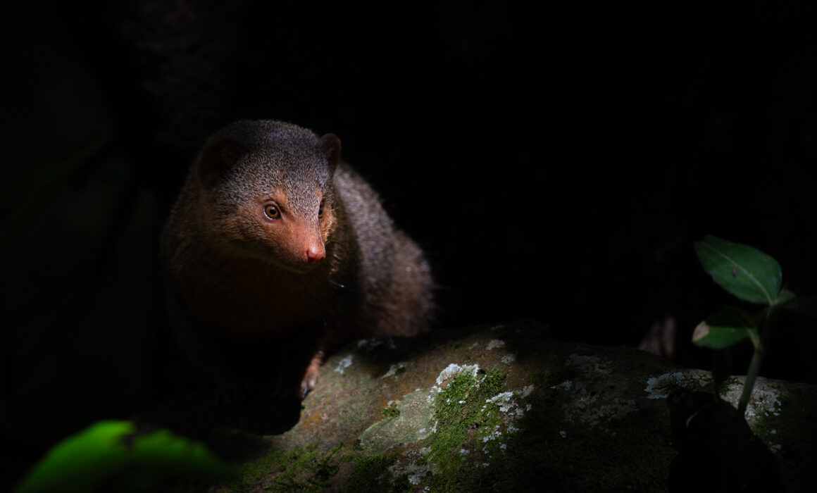 Dwarf Mongoose, Masai Mara, Kenya