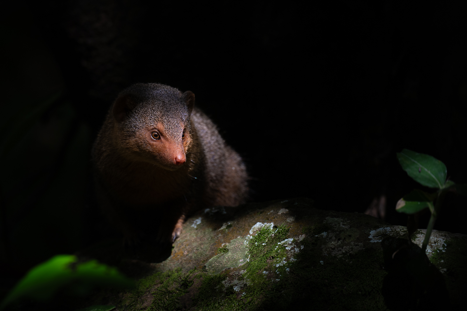 Dwarf Mongoose, Masai Mara, Kenya