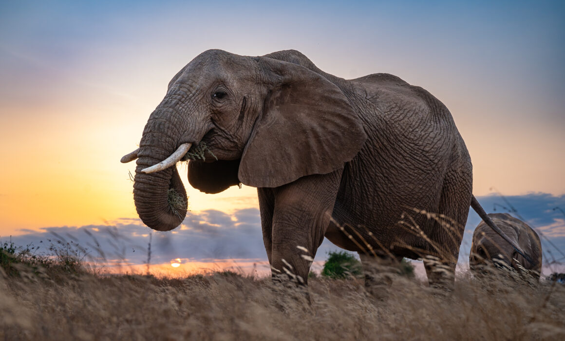 Elephants at Sunrise, Samburu National Park, Kenya