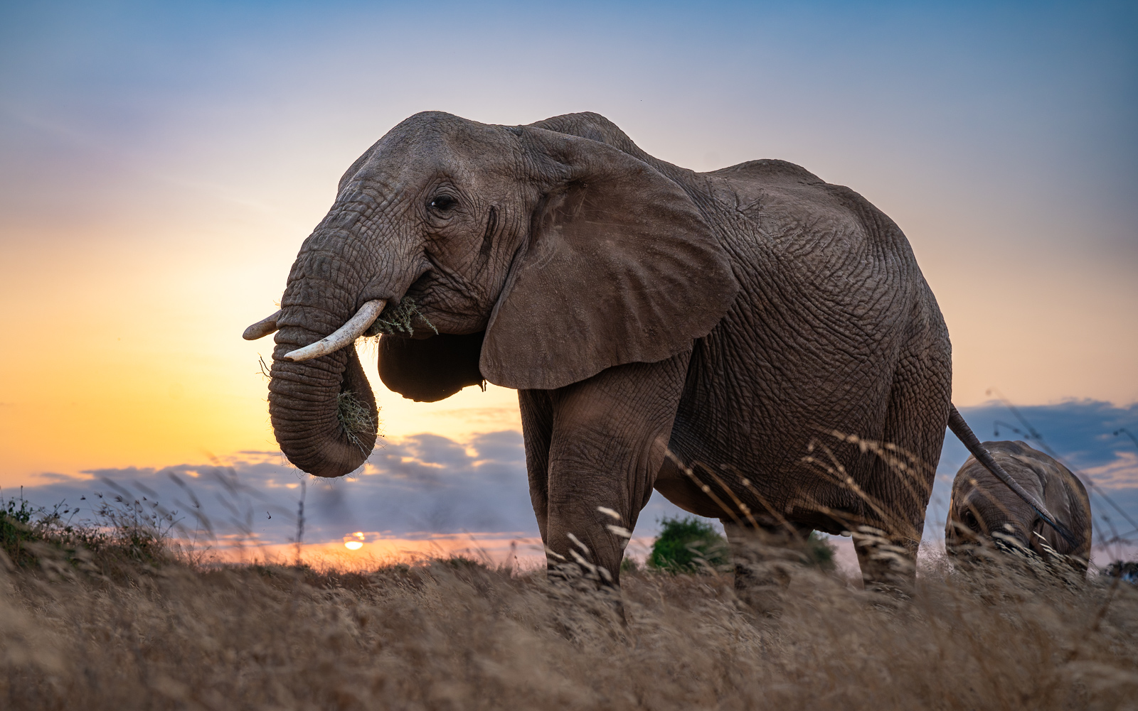 Elephants at Sunrise, Samburu National Park, Kenya