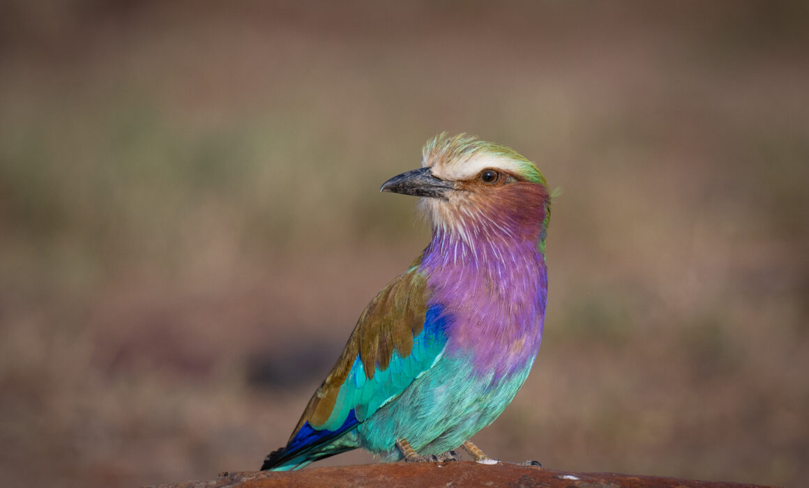 Lilac-Breasted Roller, Masai Mara, Kenya