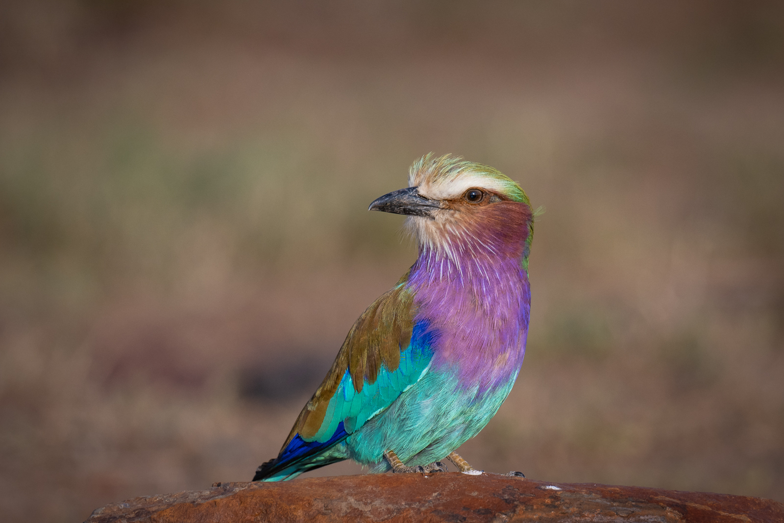Lilac-Breasted Roller, Masai Mara, Kenya