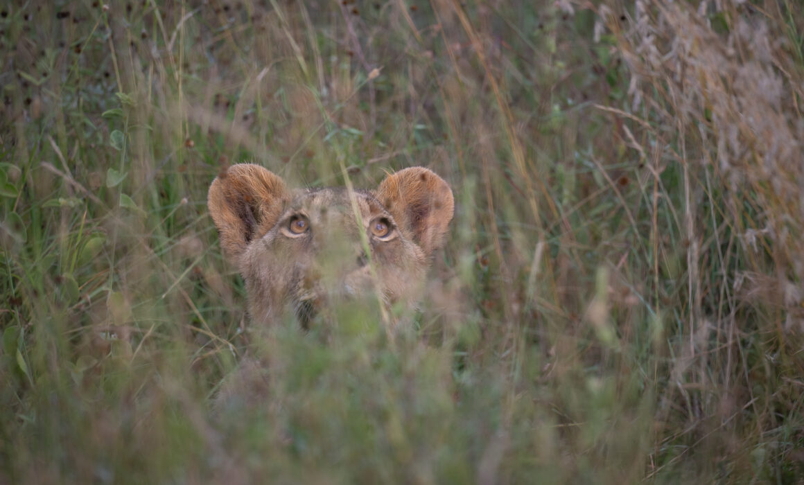 Lion in Tall Grass, Nairobi National Park, Kenya