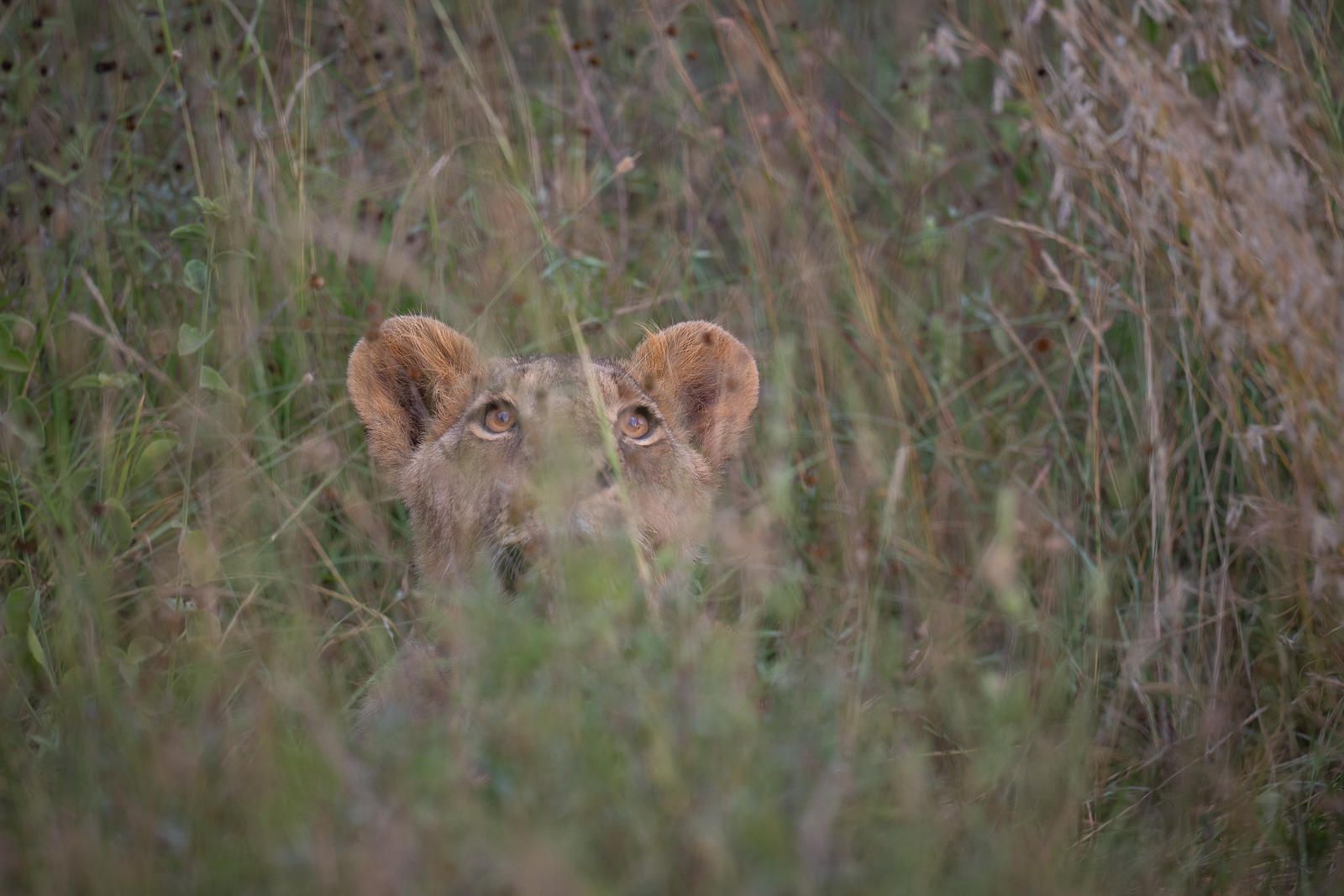 Lion in Tall Grass, Nairobi National Park, Kenya