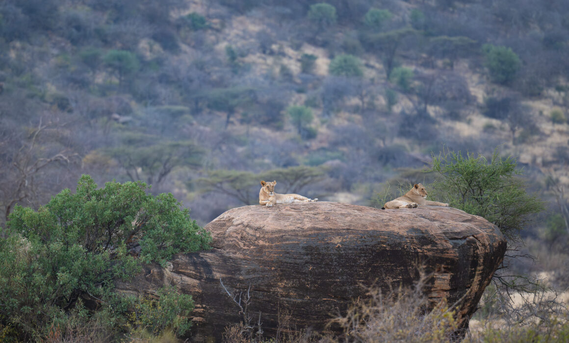 Female Lions on Rock, Kenya