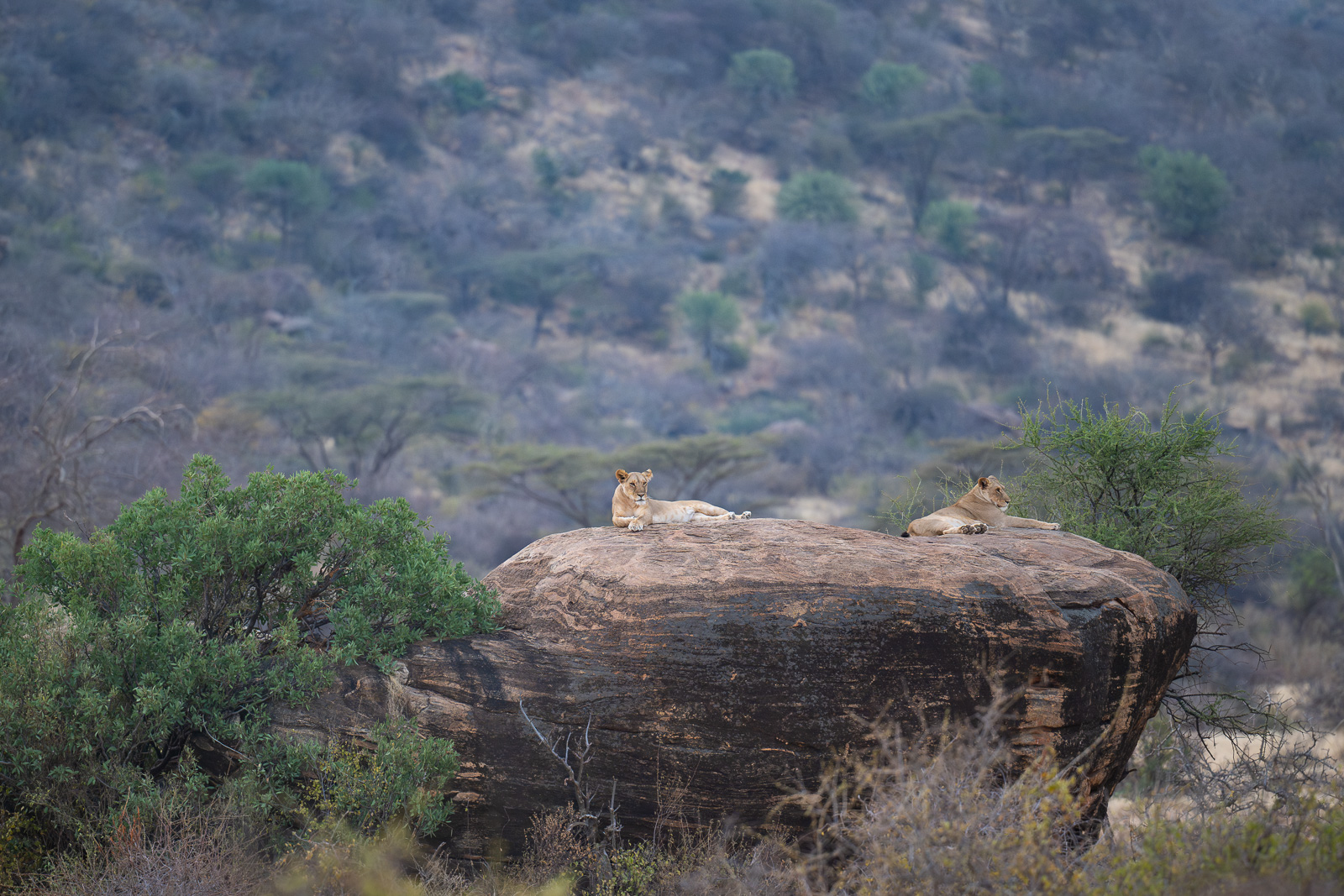 Female Lions on Rock, Kenya